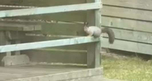 Oravake Sillamäe lasteaias Päikseke